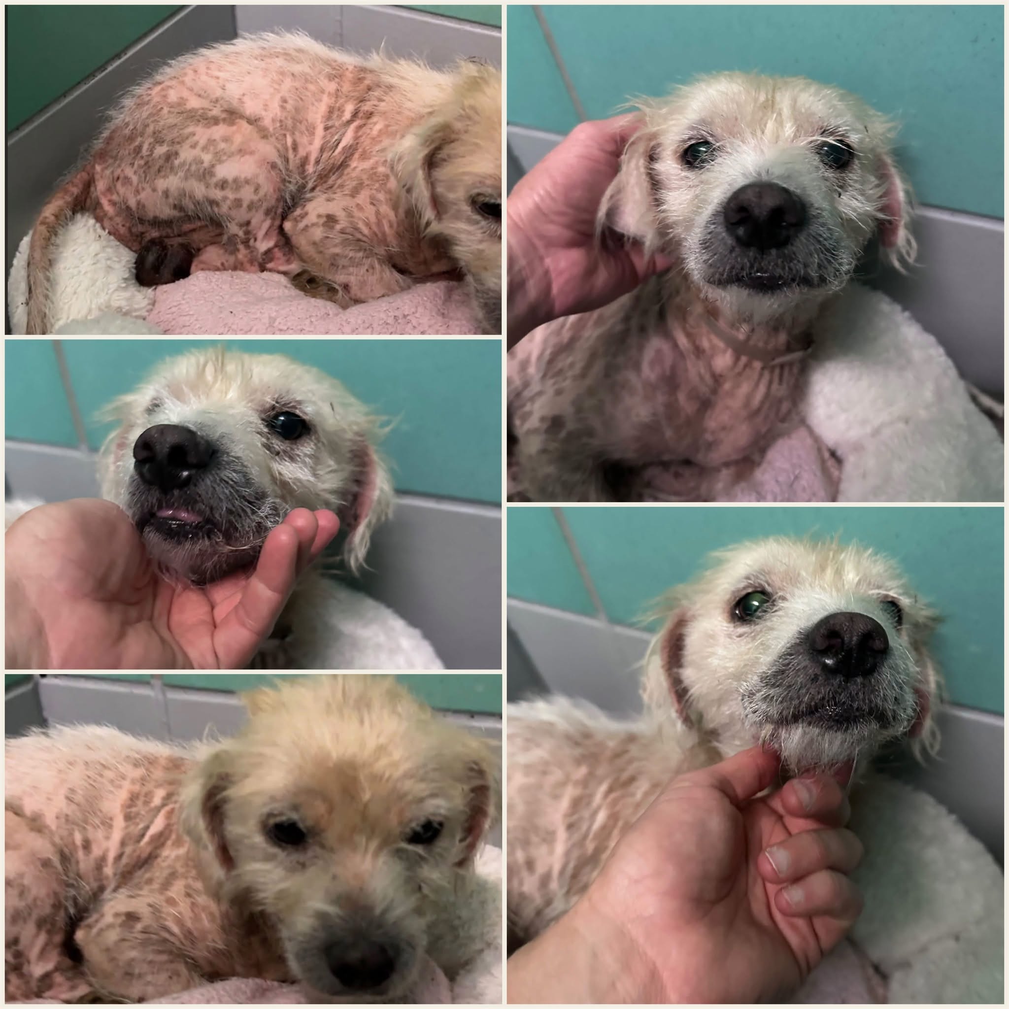 Chance, a Poodle (mix breed), available for adoption