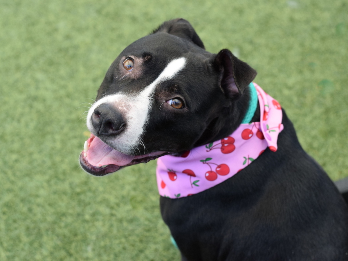 Moo Moo, a American Staffordshire Terrier, available for adoption