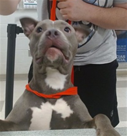 A481627, a American Bulldog, available for adoption