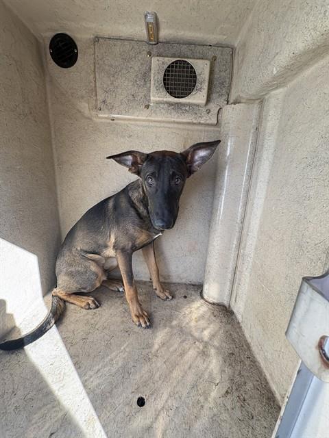 A481579, a Belgian Shepherd Malinois, available for adoption