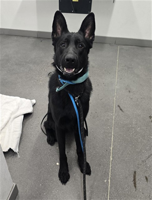 Plankton, a German Shepherd, available for adoption