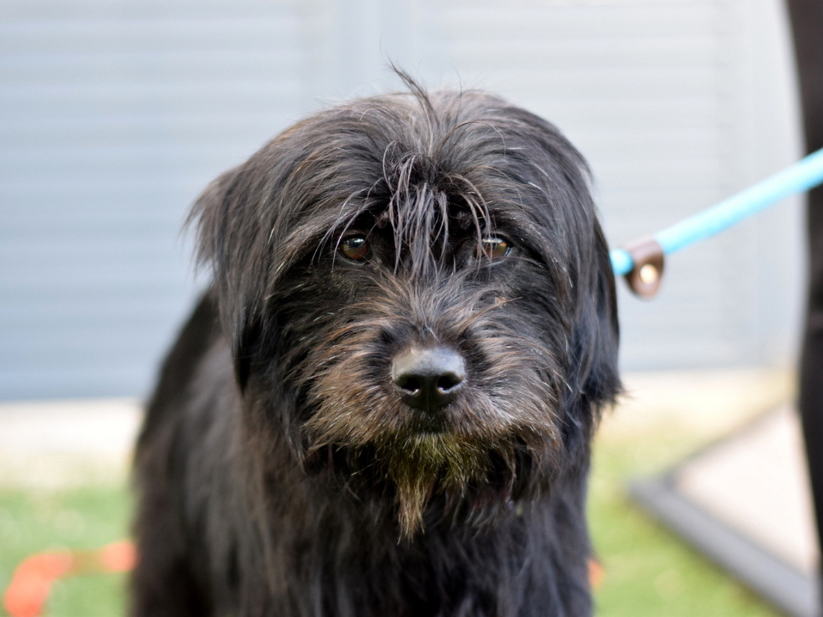 Modela, a Havanese (mix breed), available for adoption