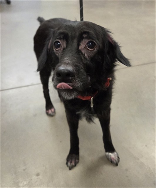 Name Unknown, a Terrier (mix breed), available for adoption