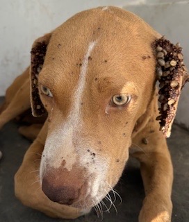 A035335, a Catahoula Leopard Dog, available for adoption