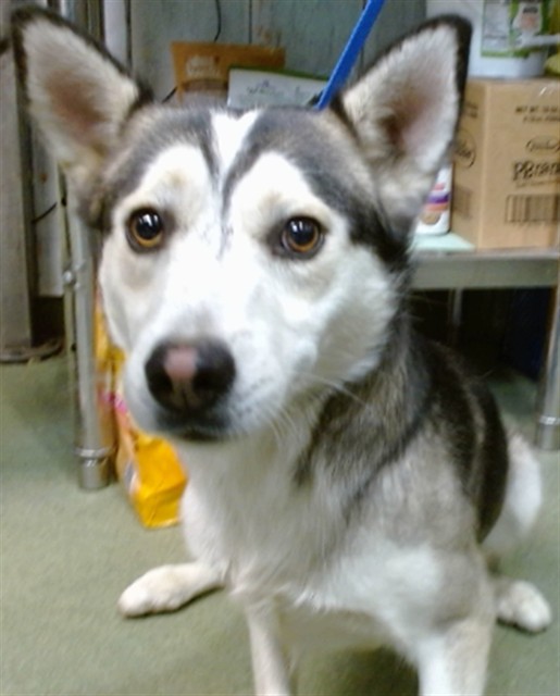 Rusty, a Siberian Husky (mix breed), available for adoption