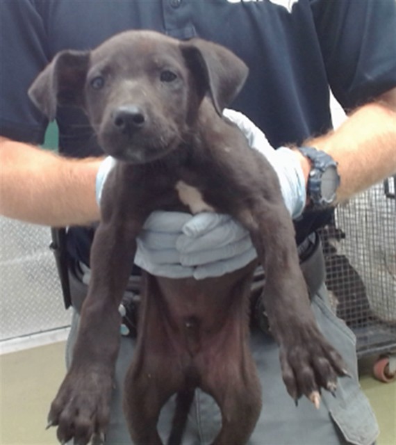 German, a Retriever (mix breed), available for adoption