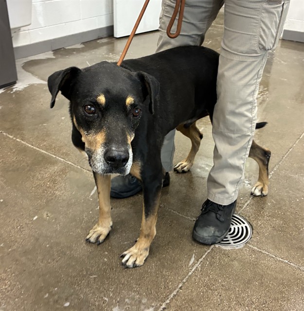 Emilio, a Black Labrador Retriever (mix breed), available for adoption
