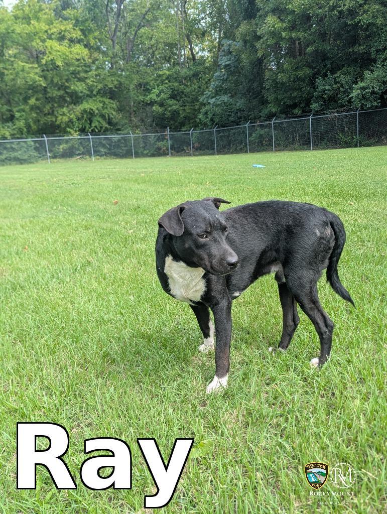 Ray, a Pit Bull Terrier, available for adoption