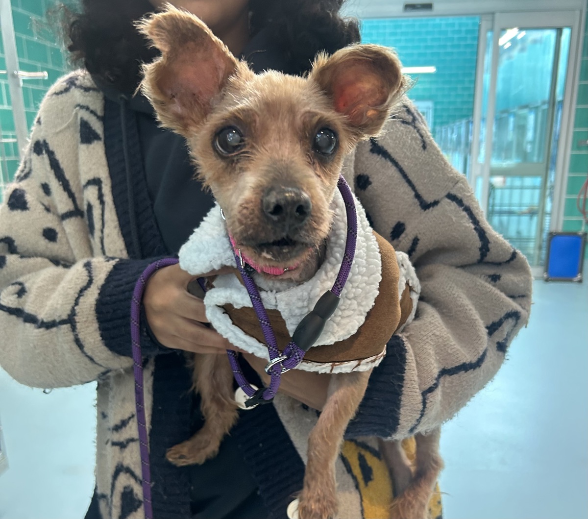 Emilio Pooch, a Terrier, available for adoption