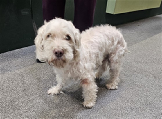 Matcha, a Poodle, available for adoption