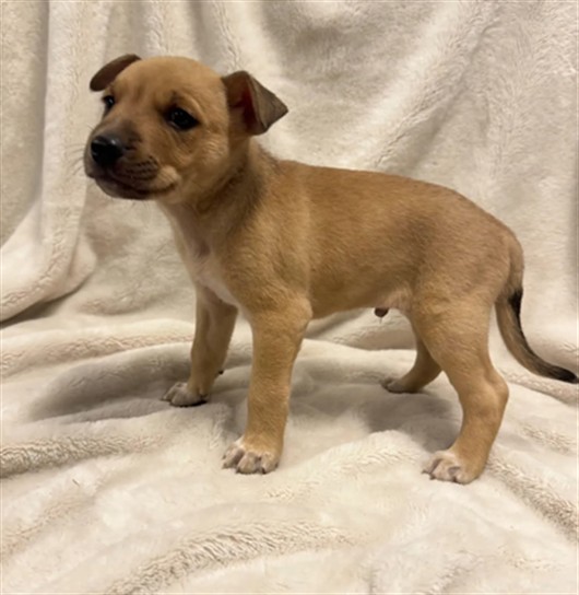 Squirrel, a Shar Pei, available for adoption