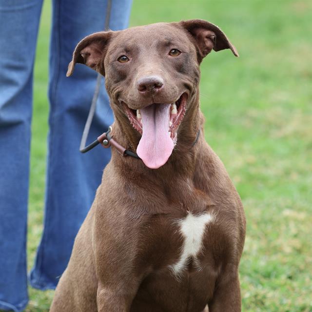 Hazel, a Labrador Retriever, available for adoption