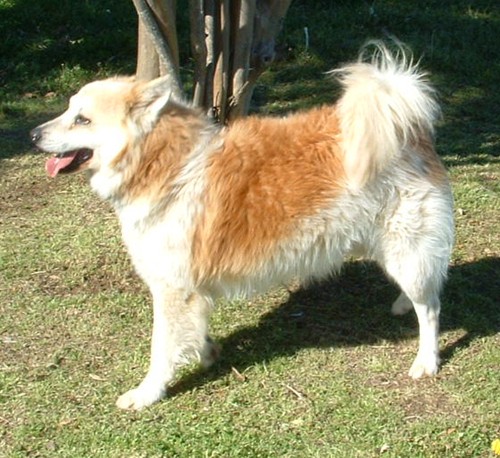 Other Photos of thie Dog