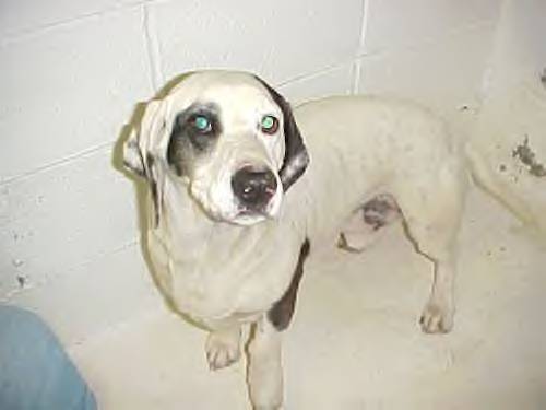 Other Photos of thie Dog