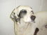 Other Photos of thie Dog