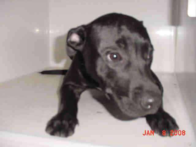 Other Photos of thie Dog