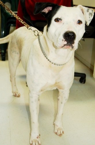 Other Photos of thie Dog