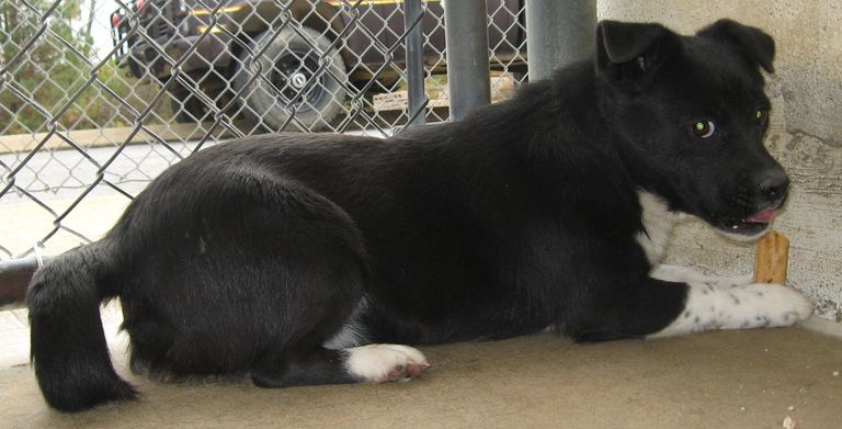 Other Photos of thie Dog