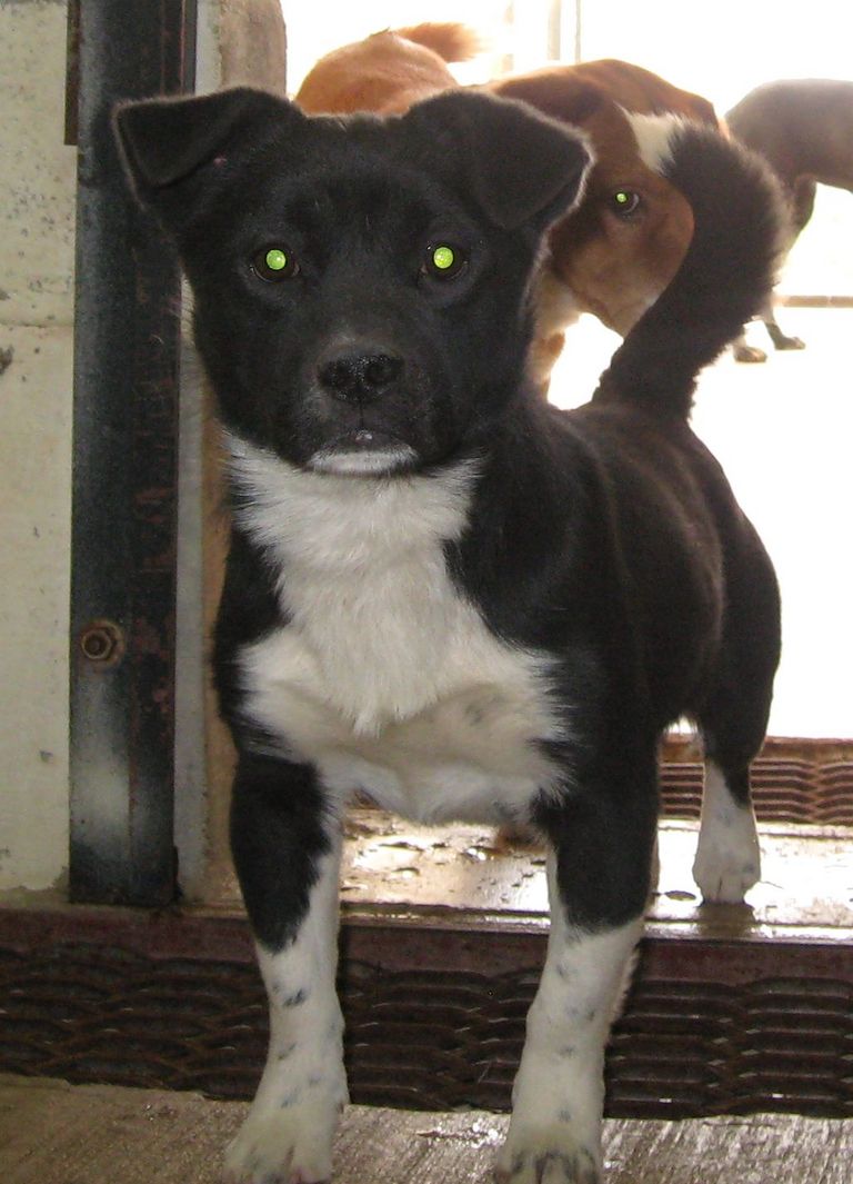 Other Photos of thie Dog