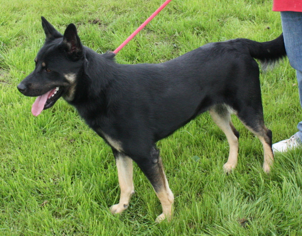 Other Photos of thie Dog