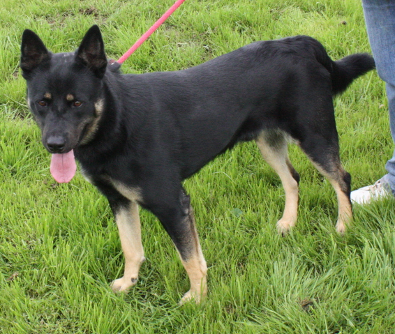 Other Photos of thie Dog