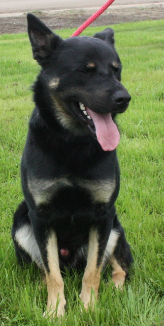 Other Photos of thie Dog