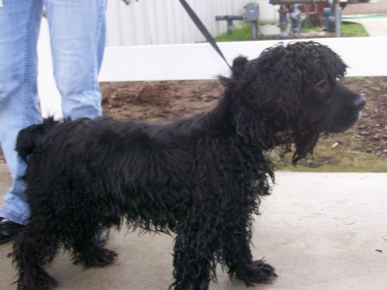 Other Photos of thie Dog