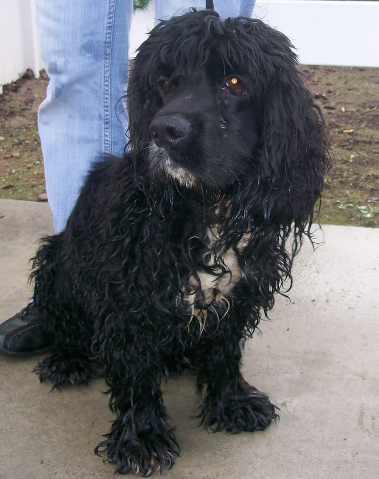 Other Photos of thie Dog