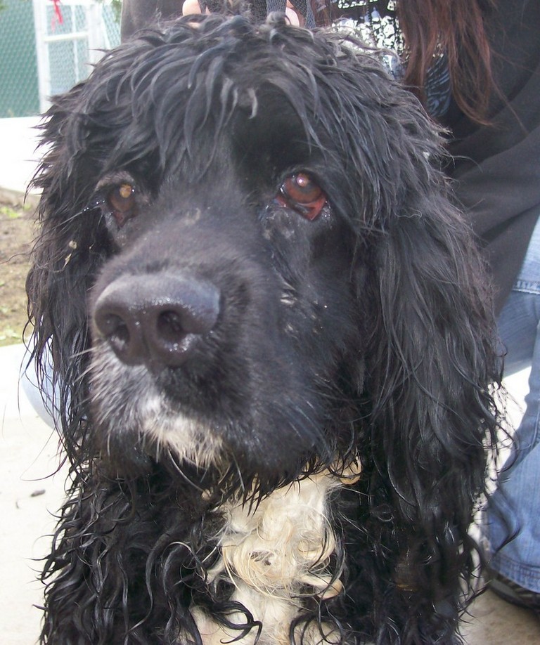 Other Photos of thie Dog