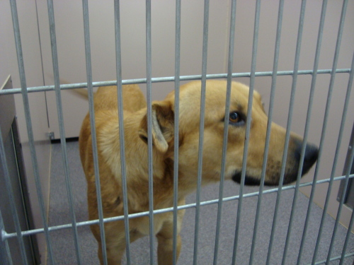 Other Photos of thie Dog