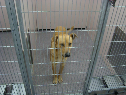 Other Photos of thie Dog