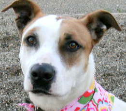 Other Photos of thie Dog