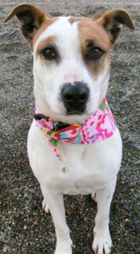 Other Photos of thie Dog