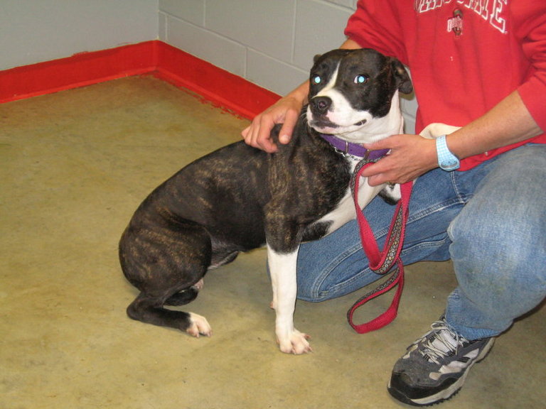 Other Photos of thie Dog
