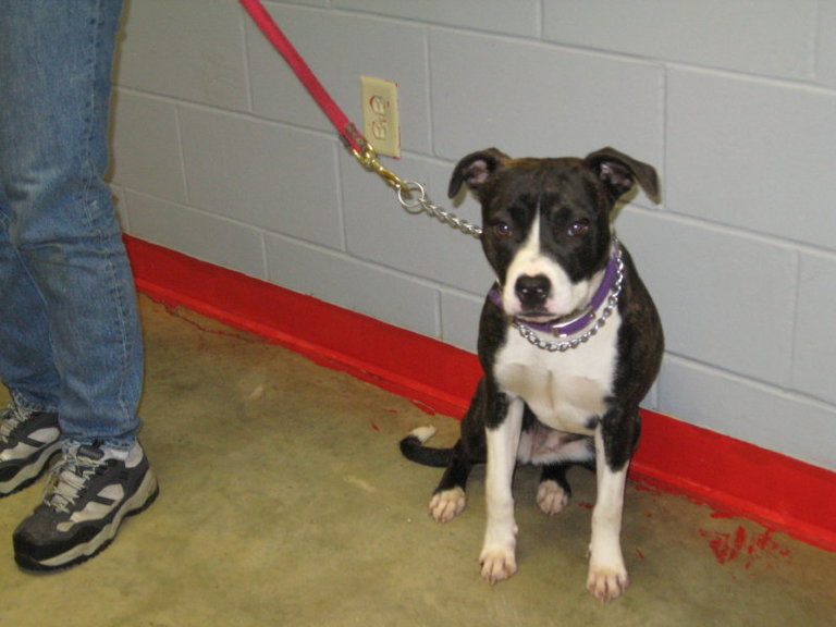 Other Photos of thie Dog