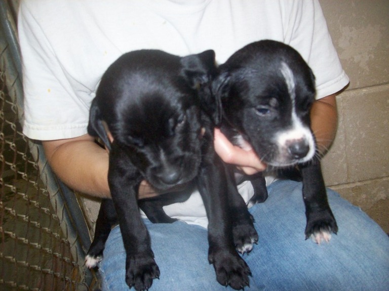 Other Photos of thie Dog