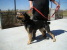 Other Photos of thie Dog