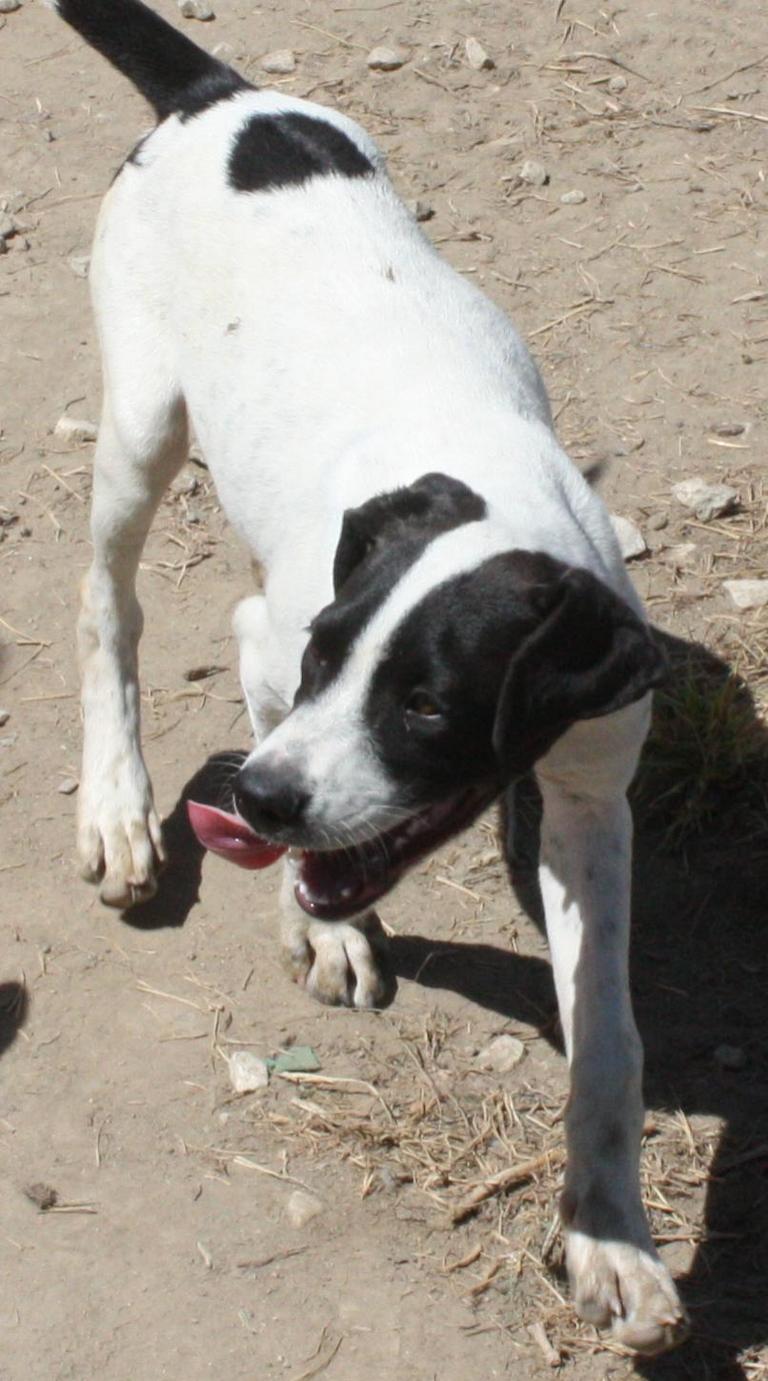 Other Photos of thie Dog
