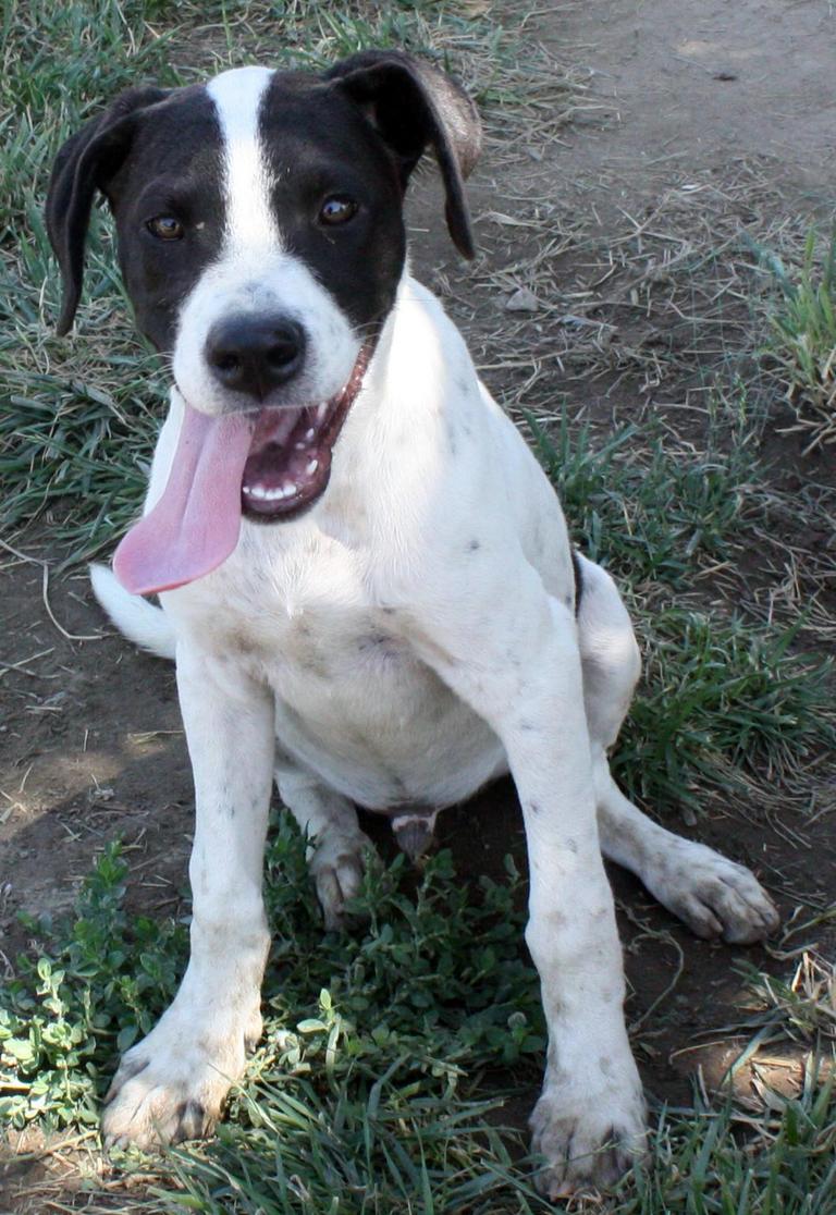 Other Photos of thie Dog
