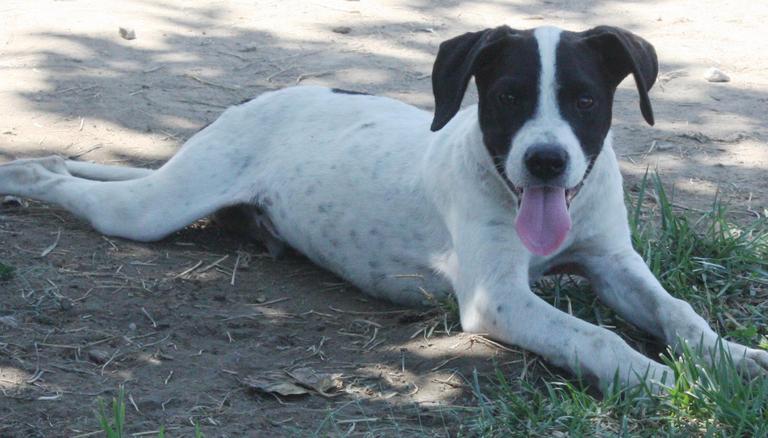 Other Photos of thie Dog