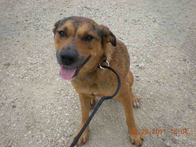 Main Photo of this Dog