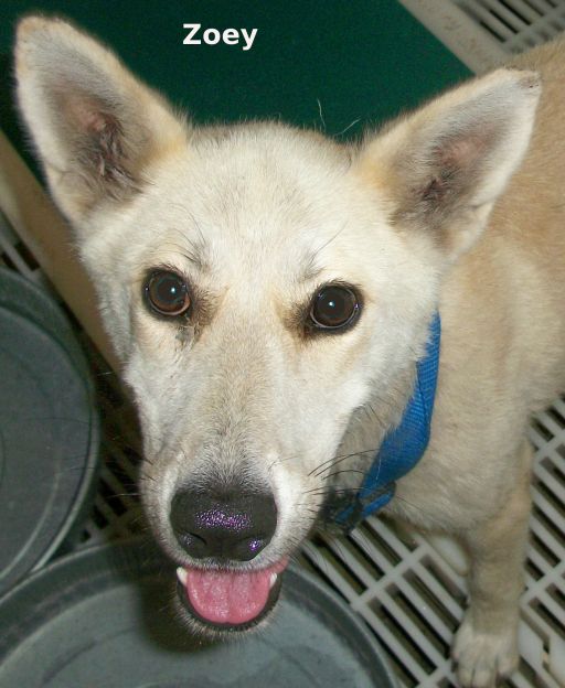 Other Photos of thie Dog