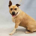 Other Photos of thie Dog