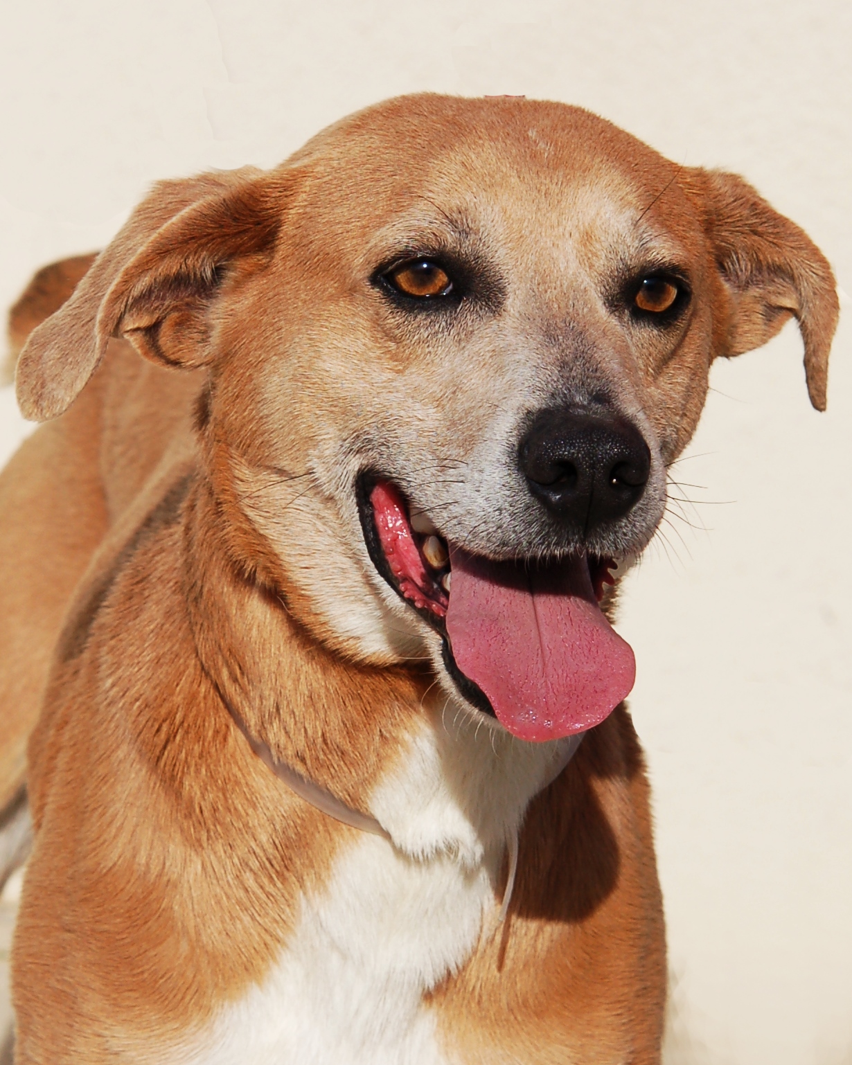 Other Photos of thie Dog