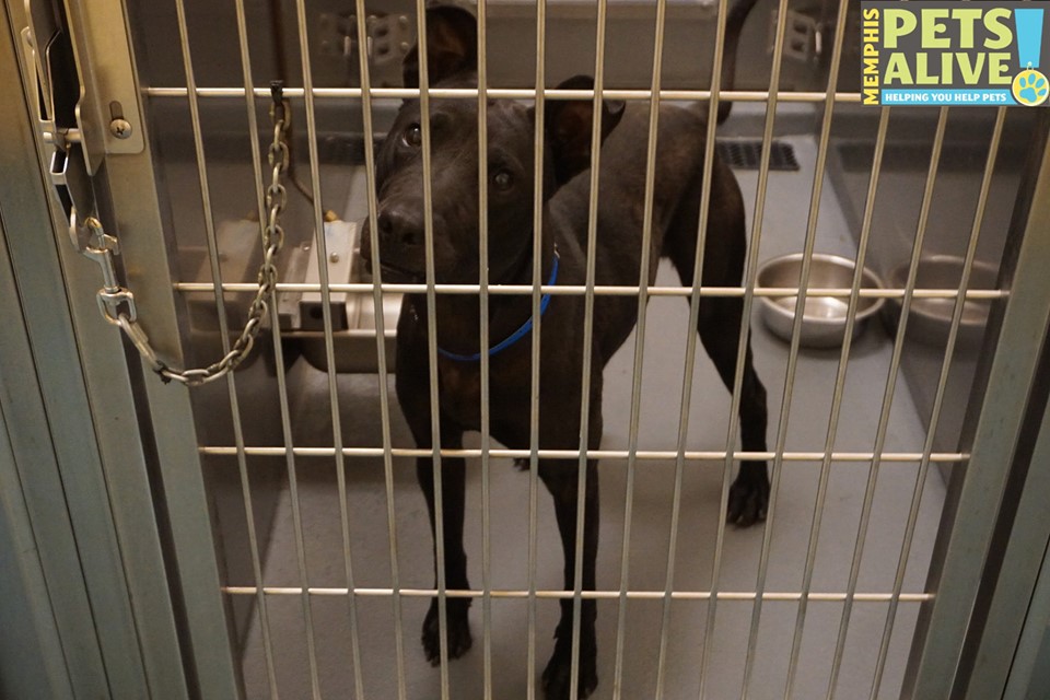 Other Photos of thie Dog
