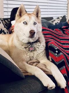 Other Photos of thie Dog