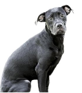 Other Photos of thie Dog