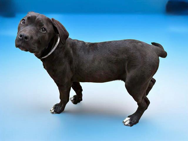 Main Photo of this Dog