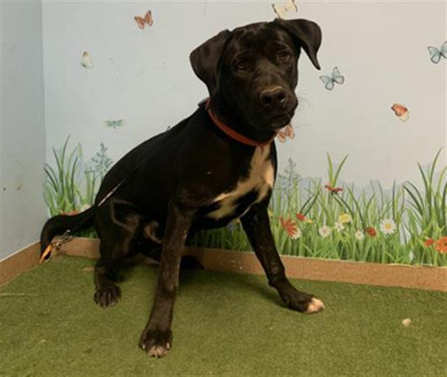 Other Photos of thie Dog