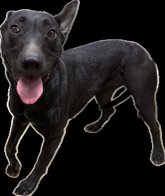 Other Photos of thie Dog